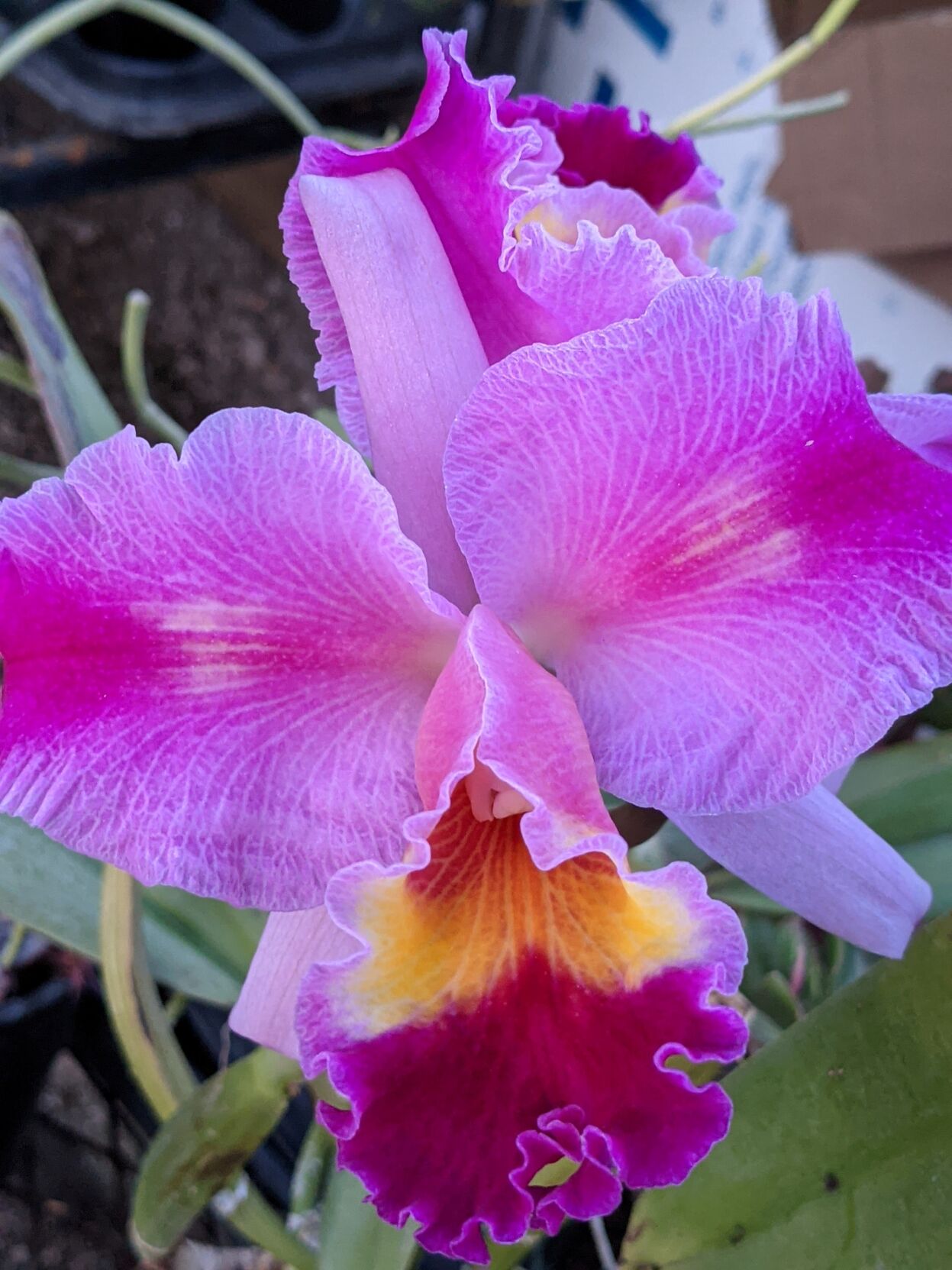 Orchid-7.jpg